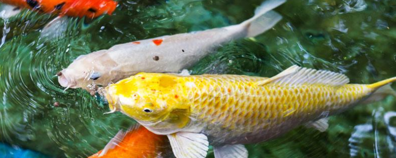 夏季野釣鯉魚(yú)技巧及注意事項(xiàng)，詳細(xì)如下