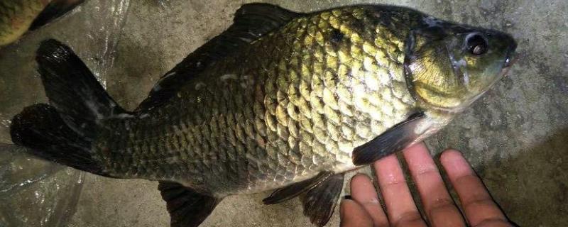 野釣鯽魚最佳窩料配方，附其做法（冬季野釣鯽魚窩料自制配方大全）