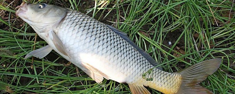 野釣鯉魚提前多久打窩 野釣鯉魚提前多久打窩最好