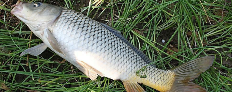 水庫(kù)釣鯉魚(yú)的技巧和方法，怎樣打窩誘魚(yú)