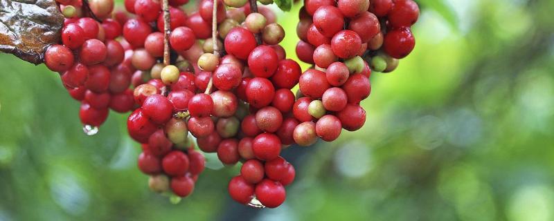 山茱萸与吴茱萸的区别，详细介绍 吴茱萸和山茱萸区别