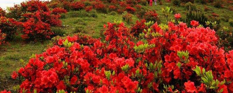 杜鵑花什么時候開，附其地理分布、泌蜜條件和蜂蜜產(chǎn)量