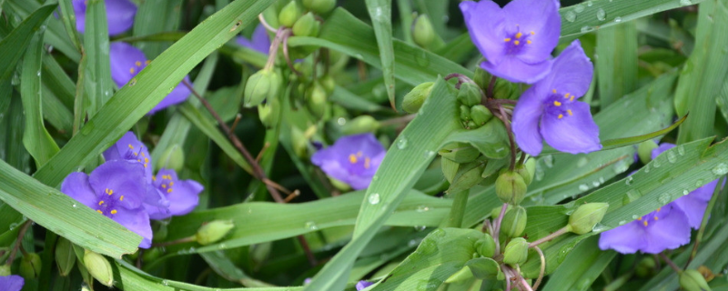 白芨一亩要多少种苗（白芨一亩需多少种苗）