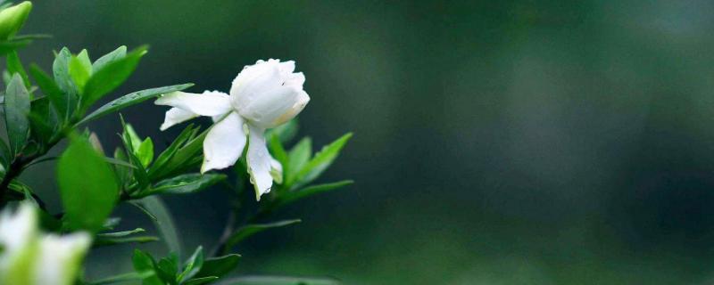 栀子花怎么养最好（栀子花适合怎么养）