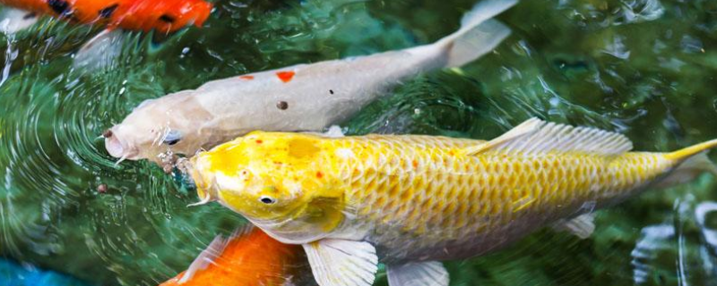 野釣鯽魚(yú)最佳配方及注意事項(xiàng)，詳細(xì)如下