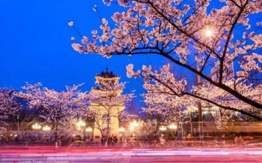 鸡鸣寺樱花开了吗 鸡鸣寺樱花开了吗2021