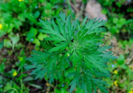 艾草與菊花的區(qū)別 艾草和野菊花的區(qū)別