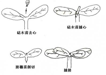 苹果树能嫁接木瓜海棠吗 海棠树能嫁接木瓜海棠吗