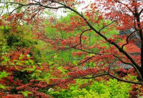 紅楓開(kāi)花嗎 紅楓什么時(shí)候開(kāi)花?花期是