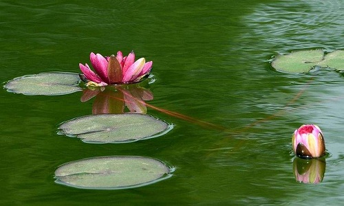 睡蓮鮮花怎么養(yǎng)護(hù) 睡蓮鮮花的養(yǎng)護(hù)