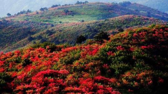 菌子山杜鹃花几月份开（菌子山杜鹃花图片）