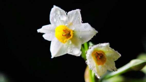 水仙花什么时候开放时间 水仙花什么时候开放时间最佳