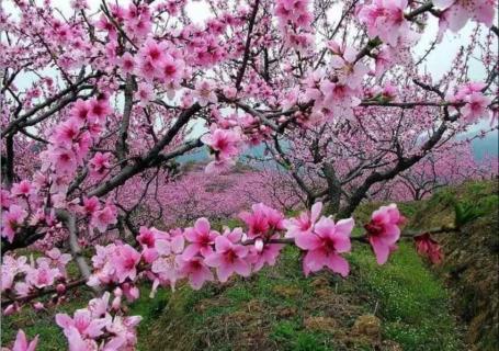 桃樹開花前應(yīng)該打什么藥（桃樹開花前需要打什么藥）