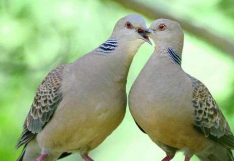 斑鳩在窗臺(tái)叫寓意 斑鳩在窗臺(tái)叫寓意什么