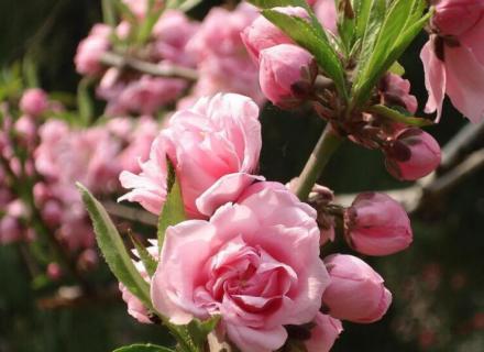 包頭桃花幾月開(kāi)花（包頭市桃花花期）