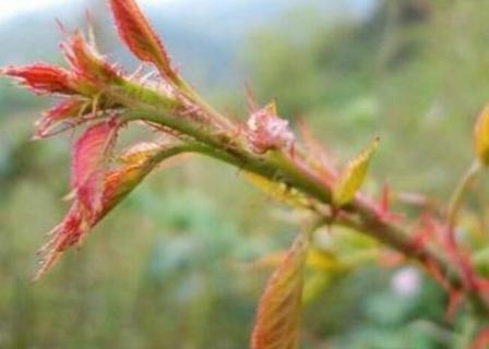 刺苔是什么植物 刺苔是什么植物長(zhǎng)得