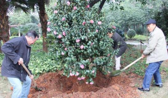 茶花嫁接多長(zhǎng)時(shí)間成活（茶花嫁接多久成活）