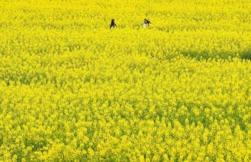 長安楊莊油菜花位置 長安縣油菜花在哪里