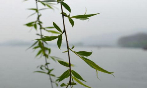 柳枝水能澆什么花 柳枝水能澆什么花最好