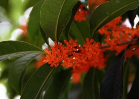 桂花树在北方能活吗（桂花树在北方能不能活）