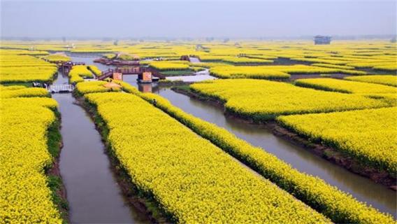 新化油菜花什么時(shí)候（開(kāi)化油菜花什么時(shí)候開(kāi)）