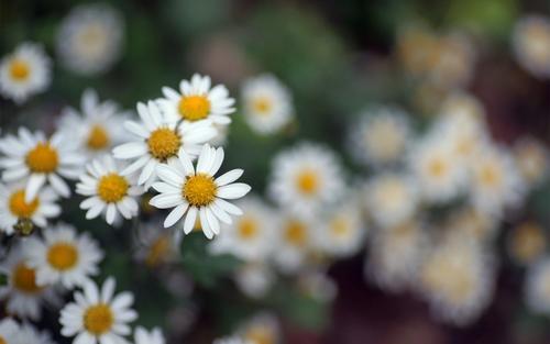 小皺菊的花語（小雛菊的花語）