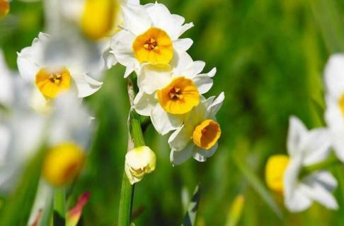 水仙花开花后怎么留种（水仙花开花后怎么留种苗）