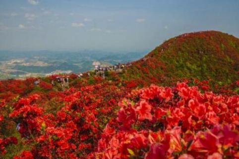 丹寨龙泉山杜鹃花什么时候开（丹寨龙泉山杜鹃花什么时候开放）