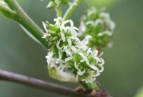 桑树花是单性花还是两性花（桑树花是单性花还是两性花吗）