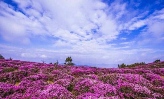 马鹿塘杜鹃花几月份开（马鹿塘杜鹃花什么时候开）