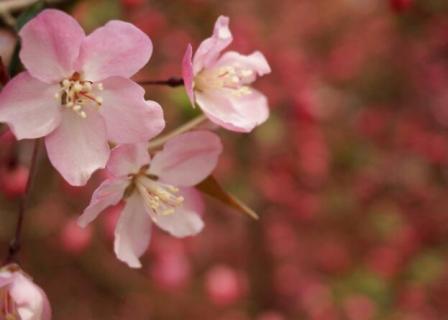 海棠花家庭怎么養(yǎng)殖（海棠花家庭怎么養(yǎng)殖好）