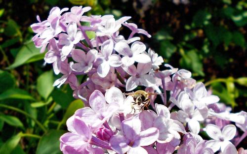 丁香花适合在室内养吗 丁香花适合在室内养吗?