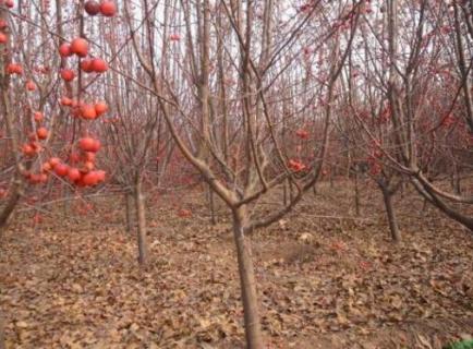 冬紅果幾月份開(kāi)花 冬紅果什么時(shí)間開(kāi)花