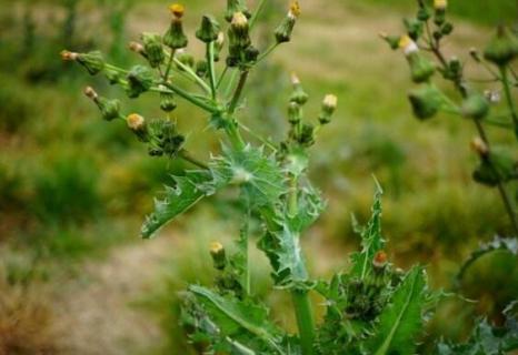 花葉滇苦菜是蒲公英嗎（花葉滇苦菜是蒲公英嗎?）