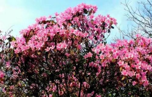 梵凈山杜鵑花幾月開（梵凈山杜鵑花幾月開的）