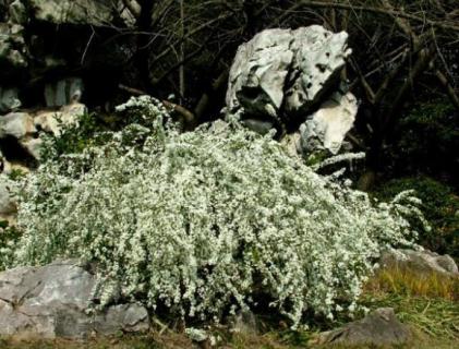 喷雪花耐寒吗（喷雪花耐寒吗冬季）