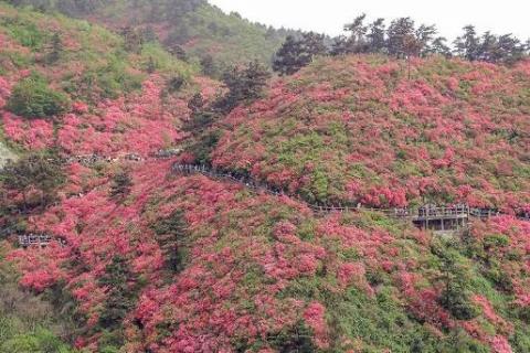 黄陂云雾山杜鹃花什么时候开（黄陂云雾山杜鹃花什么时候开2020）