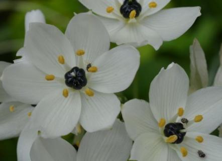 萬年青為什么會開白花（萬年青為什么會開白花兒）