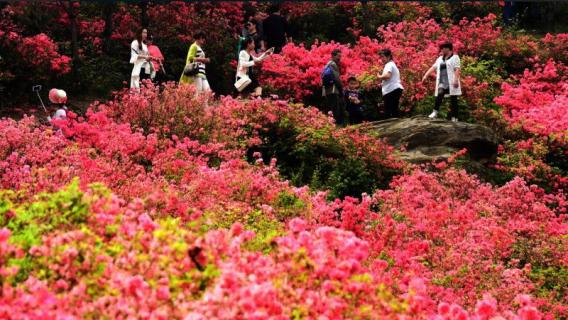 云雾山杜鹃花什么时候开 云雾山杜鹃花什么时候开呀