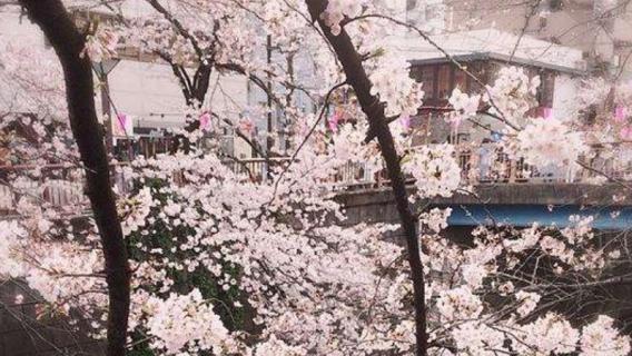 一天花的开花时间（一日开花时间）