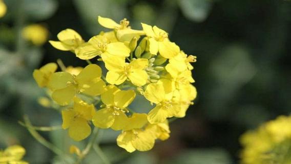 油菜花的生长变化过程 油菜花的生长变化过程视频