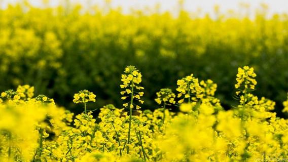 油菜花寓意 油菜花寓意着什么