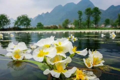 海菜花为啥叫水性杨花（海菜花为啥叫水性杨花草）