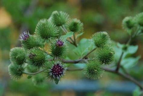 薊類植物是什么意思 薊類植物是什么意思的拼音