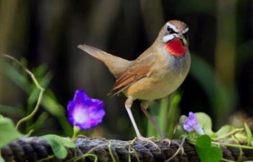 秋季捕捉靛頦鳥(niǎo)方法