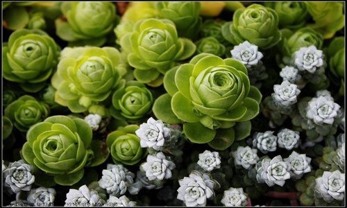 怎么防止多肉植物會(huì)長蟲（怎么防止多肉植物會(huì)長蟲子）