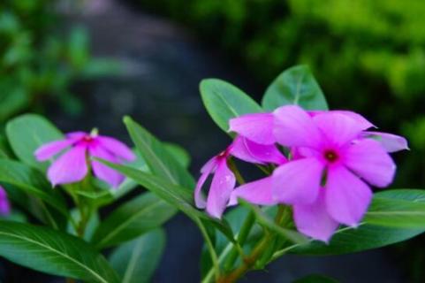 多肉植物常春花怎么养 多肉植物常春花怎么养殖