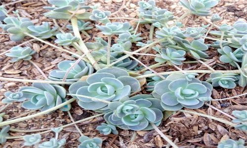 子持蓮花長側(cè)芽怎么辦（子持蓮華長側(cè)芽）