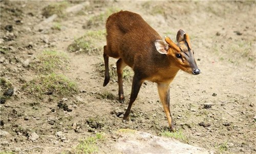 赤麂是國家保護動物嗎 赤麂是國家保護動物嗎為什么