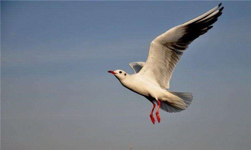 海燕和海鷗的區(qū)別（海燕和海鷗的區(qū)別圖片）